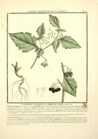 Reproducción/Reproduction 8190946564: Herbier de la France;. Paris,Chez l'auteur, Didot, Debure, Belin,1780-93.