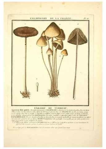 Reproducción/Reproduction 8189864061: Herbier de la France;. Paris,Chez l'auteur, Didot, Debure, Belin,1780-93.