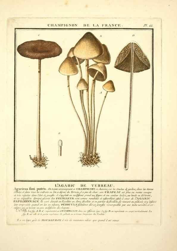 Reproducción/Reproduction 8189864061: Herbier de la France;. Paris,Chez l'auteur, Didot, Debure, Belin,1780-93.
