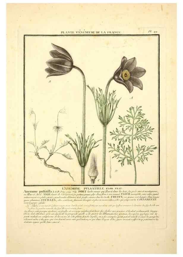 Reproducción/Reproduction 8189855733: Herbier de la France;. Paris,Chez l'auteur, Didot, Debure, Belin,1780-93.