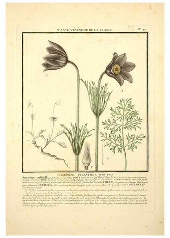 Reproducción/Reproduction 8189855733: Herbier de la France;. Paris,Chez l'auteur, Didot, Debure, Belin,1780-93.