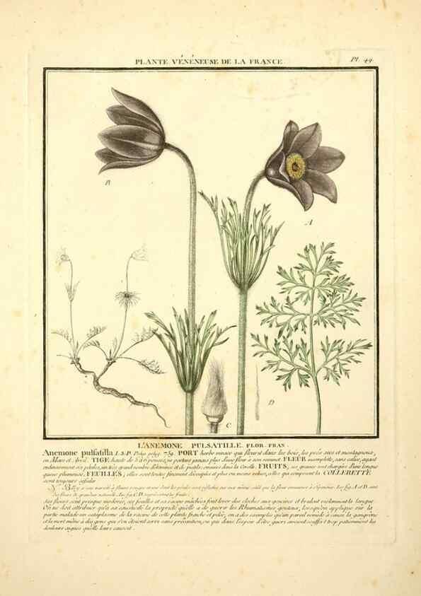Reproducción/Reproduction 8189855733: Herbier de la France;. Paris,Chez l'auteur, Didot, Debure, Belin,1780-93.