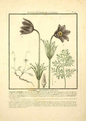 Reproducción/Reproduction 8189855733: Herbier de la France;. Paris,Chez l'auteur, Didot, Debure, Belin,1780-93.