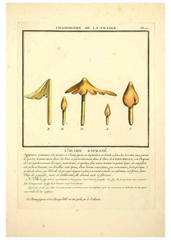 Reproducción/Reproduction 8190938182: Herbier de la France;. Paris,Chez l'auteur, Didot, Debure, Belin,1780-93.