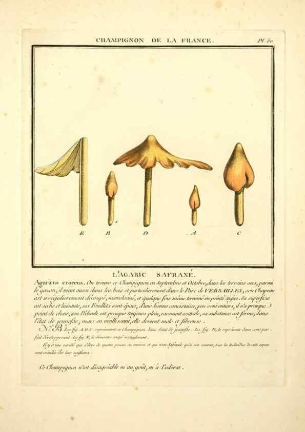 Reproducción/Reproduction 8190938182: Herbier de la France;. Paris,Chez l'auteur, Didot, Debure, Belin,1780-93.
