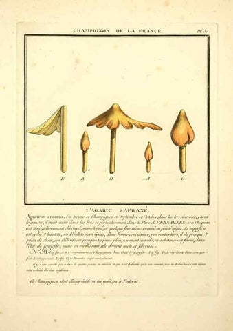Reproducción/Reproduction 8190938182: Herbier de la France;. Paris,Chez l'auteur, Didot, Debure, Belin,1780-93.