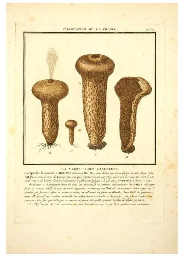 Reproducción/Reproduction 8189857371: Herbier de la France;. Paris,Chez l'auteur, Didot, Debure, Belin,1780-93.