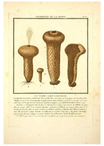 Reproducción/Reproduction 8189857371: Herbier de la France;. Paris,Chez l'auteur, Didot, Debure, Belin,1780-93.