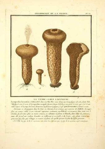 Reproducción/Reproduction 8189857371: Herbier de la France;. Paris,Chez l'auteur, Didot, Debure, Belin,1780-93.