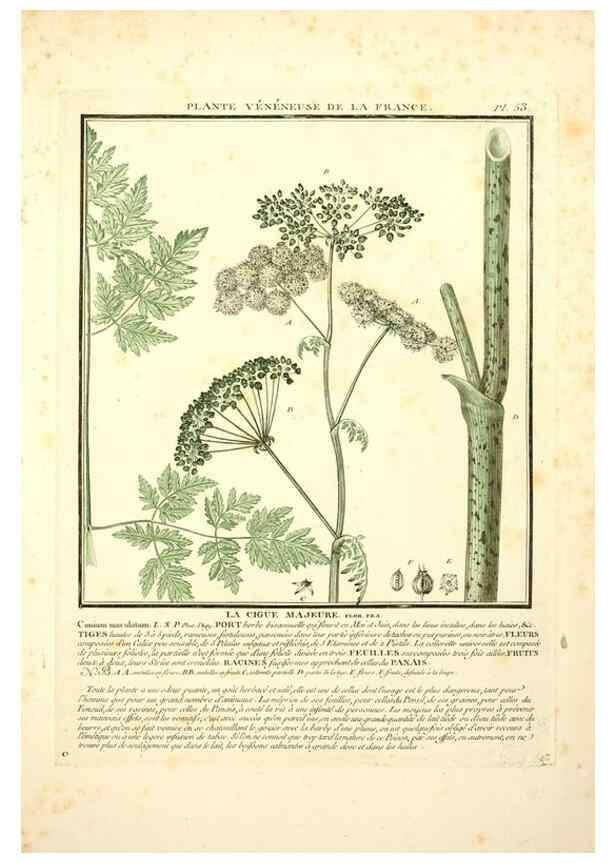 Reproducción/Reproduction 8189857781: Herbier de la France;. Paris,Chez l'auteur, Didot, Debure, Belin,1780-93.