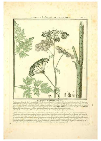 Reproducción/Reproduction 8189857781: Herbier de la France;. Paris,Chez l'auteur, Didot, Debure, Belin,1780-93.
