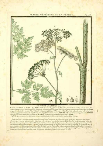 Reproducción/Reproduction 8189857781: Herbier de la France;. Paris,Chez l'auteur, Didot, Debure, Belin,1780-93.