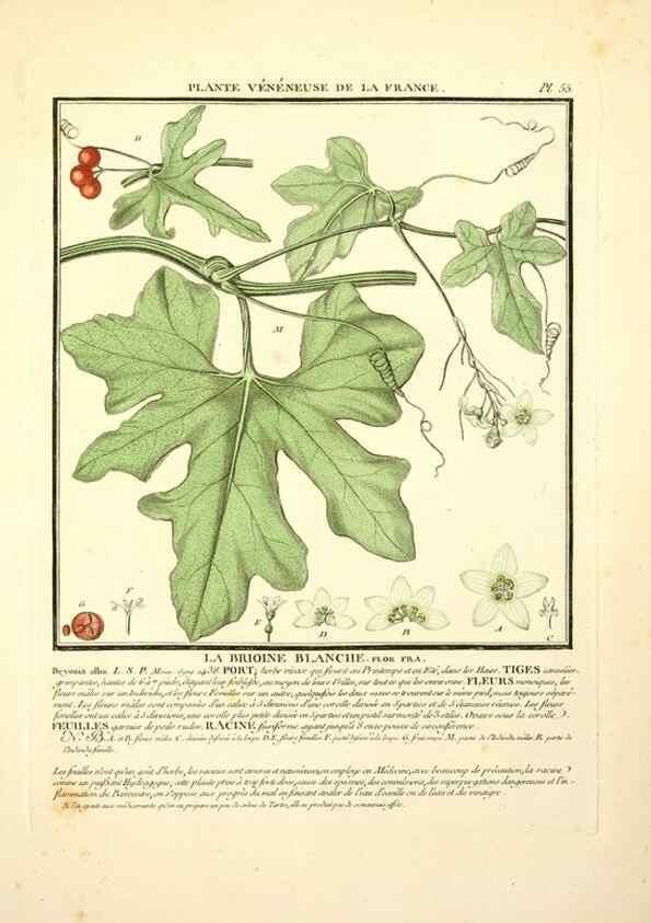 Reproducción/Reproduction 8190940520: Herbier de la France;. Paris,Chez l'auteur, Didot, Debure, Belin,1780-93.