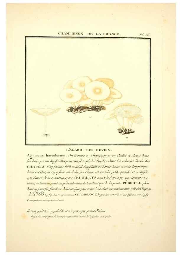 Reproducción/Reproduction 8189859013: Herbier de la France;. Paris,Chez l'auteur, Didot, Debure, Belin,1780-93.