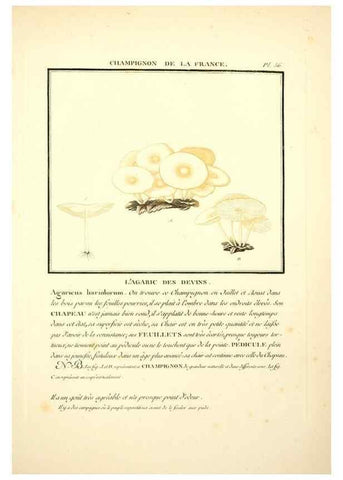 Reproducción/Reproduction 8189859013: Herbier de la France;. Paris,Chez l'auteur, Didot, Debure, Belin,1780-93.