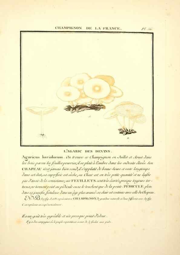Reproducción/Reproduction 8189859013: Herbier de la France;. Paris,Chez l'auteur, Didot, Debure, Belin,1780-93.