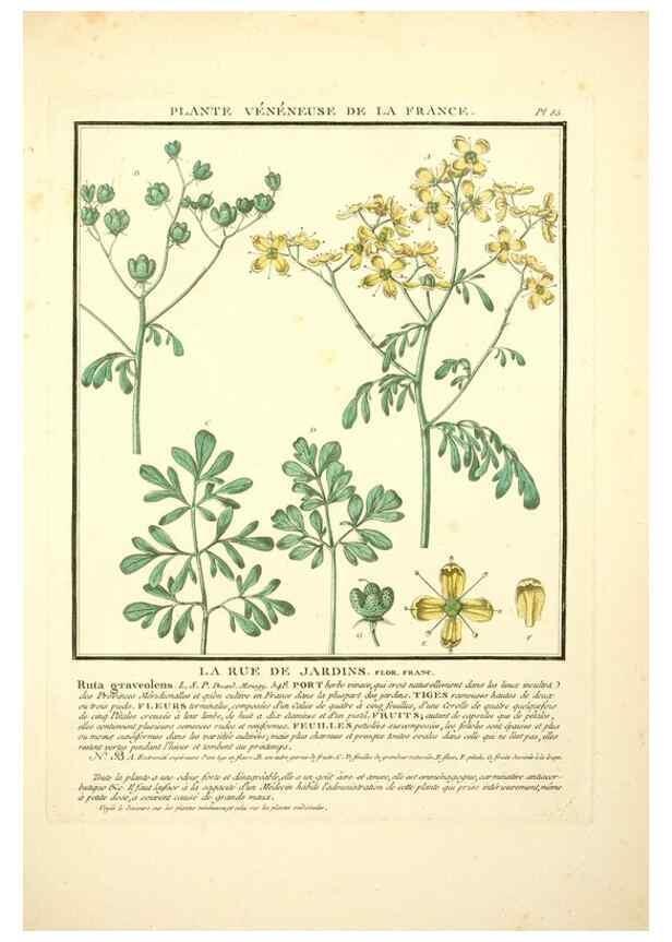 Reproducción/Reproduction 8190954910: Herbier de la France;. Paris,Chez l'auteur, Didot, Debure, Belin,1780-93.