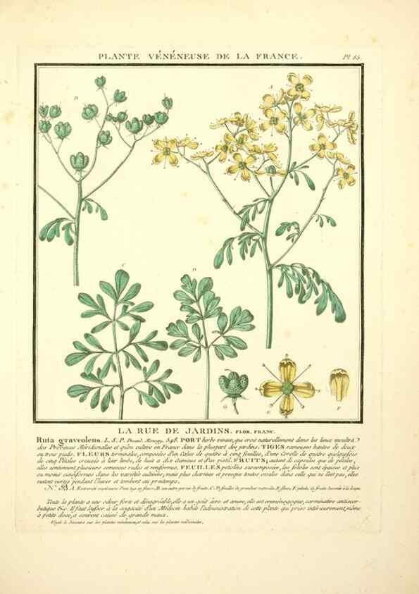 Reproducción/Reproduction 8190954910: Herbier de la France;. Paris,Chez l'auteur, Didot, Debure, Belin,1780-93.