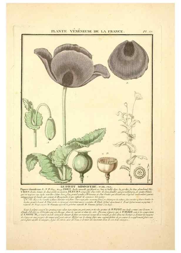 Reproducción/Reproduction 8190941506: Herbier de la France;. Paris,Chez l'auteur, Didot, Debure, Belin,1780-93.