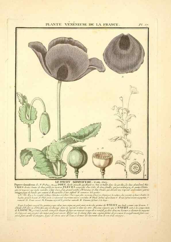 Reproducción/Reproduction 8190941506: Herbier de la France;. Paris,Chez l'auteur, Didot, Debure, Belin,1780-93.
