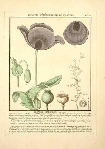 Reproducción/Reproduction 8190941506: Herbier de la France;. Paris,Chez l'auteur, Didot, Debure, Belin,1780-93.