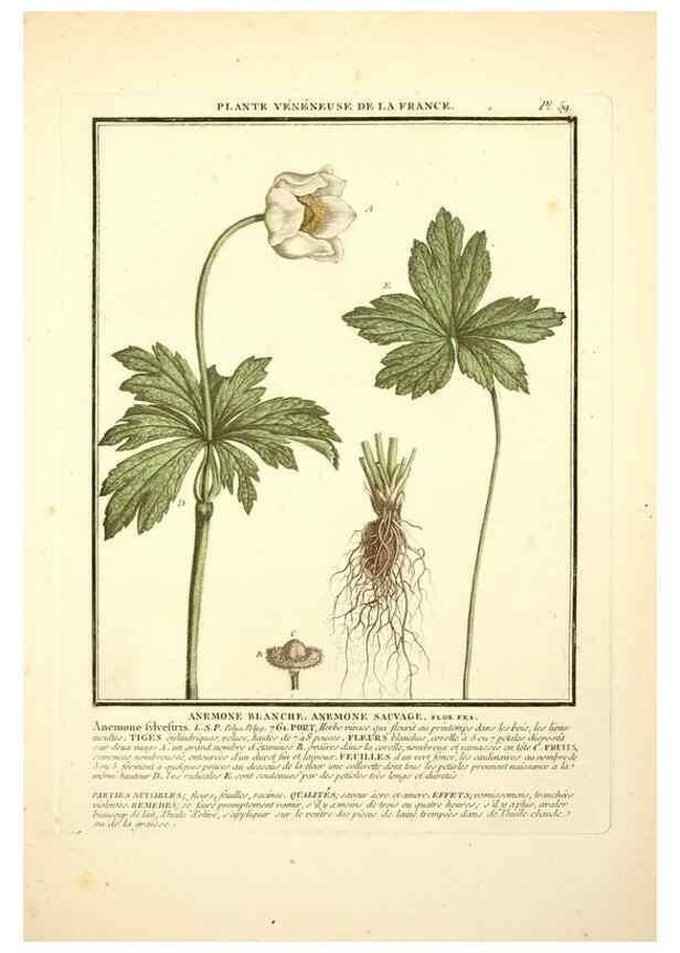 Reproducción/Reproduction 8189860823: Herbier de la France;. Paris,Chez l'auteur, Didot, Debure, Belin,1780-93.