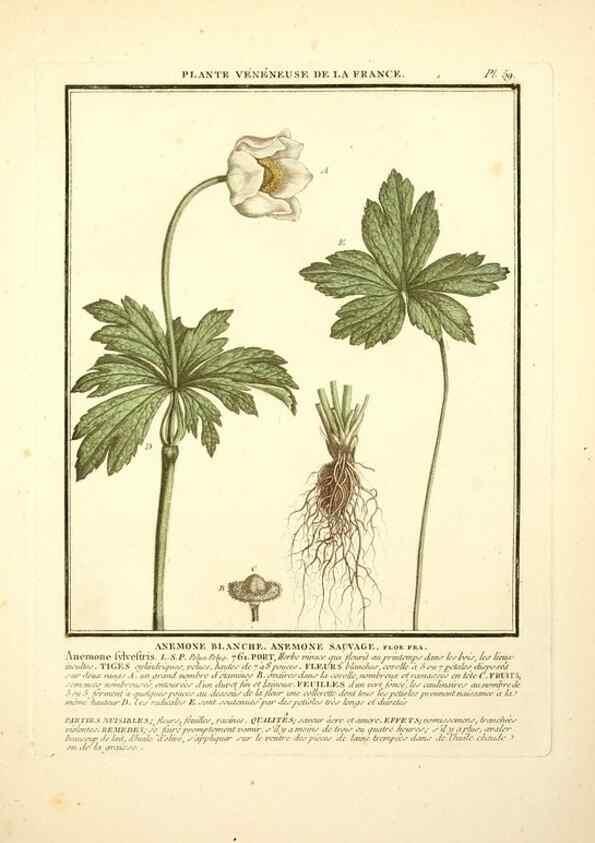 Reproducción/Reproduction 8189860823: Herbier de la France;. Paris,Chez l'auteur, Didot, Debure, Belin,1780-93.