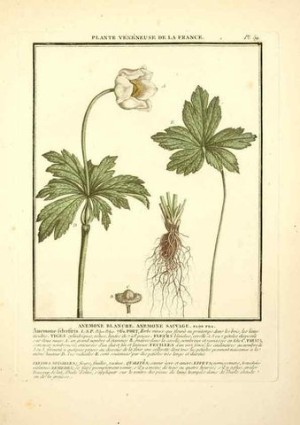 Reproducción/Reproduction 8189860823: Herbier de la France;. Paris,Chez l'auteur, Didot, Debure, Belin,1780-93.