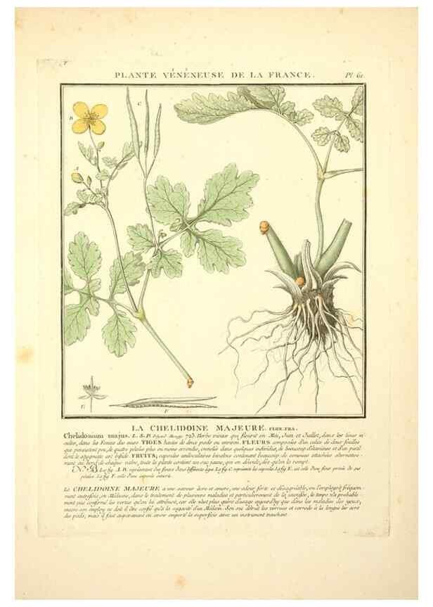 Reproducción/Reproduction 8189861709: Herbier de la France;. Paris,Chez l'auteur, Didot, Debure, Belin,1780-93.