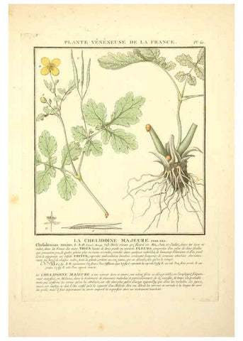 Reproducción/Reproduction 8189861709: Herbier de la France;. Paris,Chez l'auteur, Didot, Debure, Belin,1780-93.