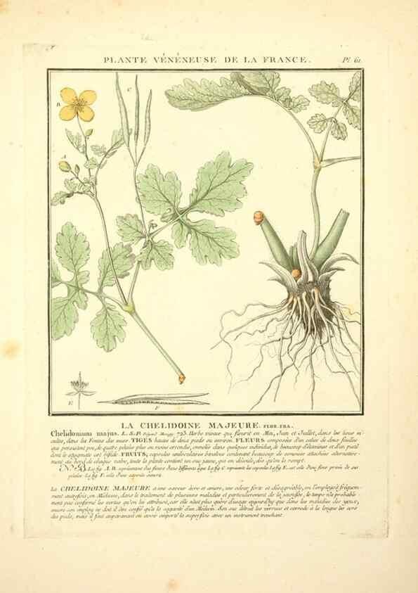 Reproducción/Reproduction 8189861709: Herbier de la France;. Paris,Chez l'auteur, Didot, Debure, Belin,1780-93.