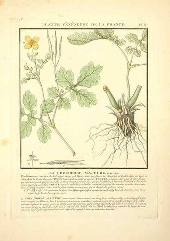 Reproducción/Reproduction 8189861709: Herbier de la France;. Paris,Chez l'auteur, Didot, Debure, Belin,1780-93.