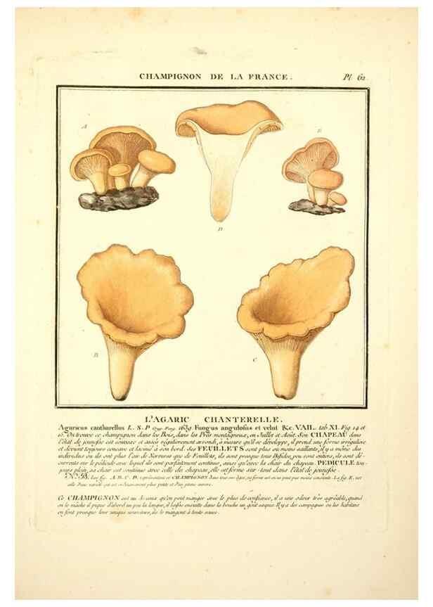 Reproducción/Reproduction 8190943948: Herbier de la France;. Paris,Chez l'auteur, Didot, Debure, Belin,1780-93.