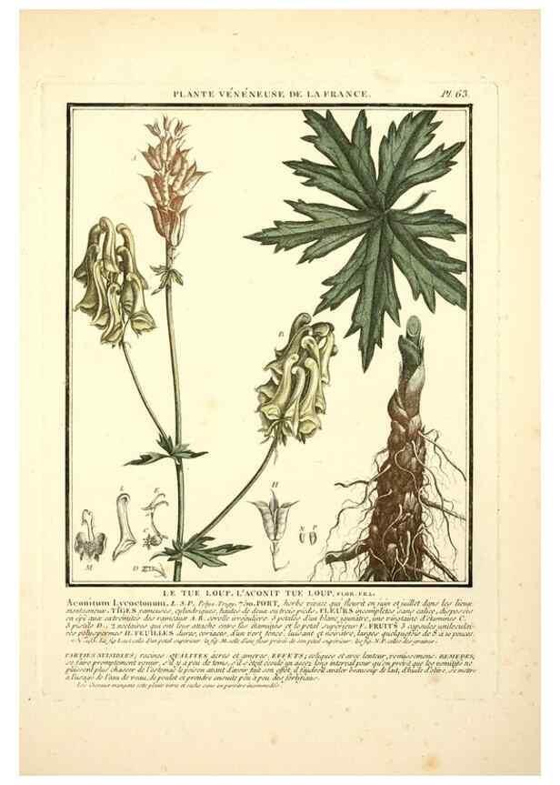 Reproducción/Reproduction 8189862719: Herbier de la France;. Paris,Chez l'auteur, Didot, Debure, Belin,1780-93.