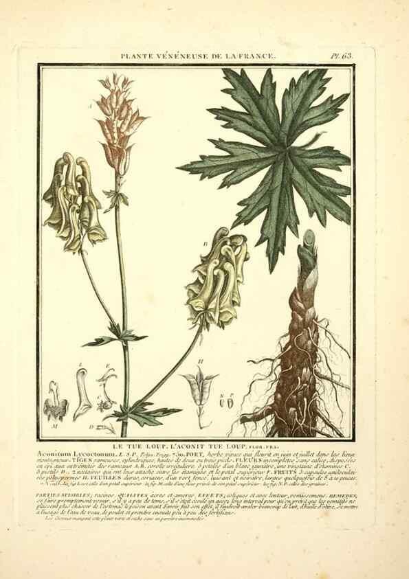 Reproducción/Reproduction 8189862719: Herbier de la France;. Paris,Chez l'auteur, Didot, Debure, Belin,1780-93.