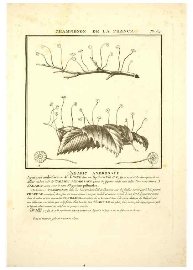 Reproducción/Reproduction 8190945072: Herbier de la France;. Paris,Chez l'auteur, Didot, Debure, Belin,1780-93.