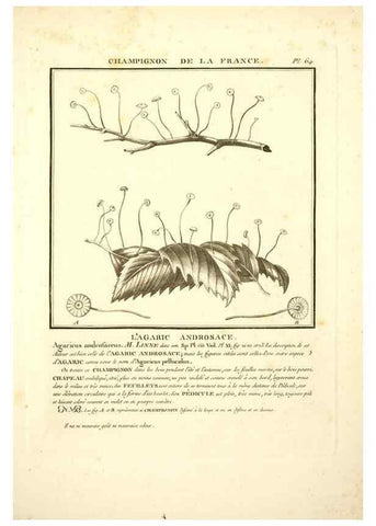 Reproducción/Reproduction 8190945072: Herbier de la France;. Paris,Chez l'auteur, Didot, Debure, Belin,1780-93.