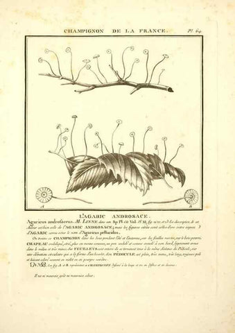 Reproducción/Reproduction 8190945072: Herbier de la France;. Paris,Chez l'auteur, Didot, Debure, Belin,1780-93.