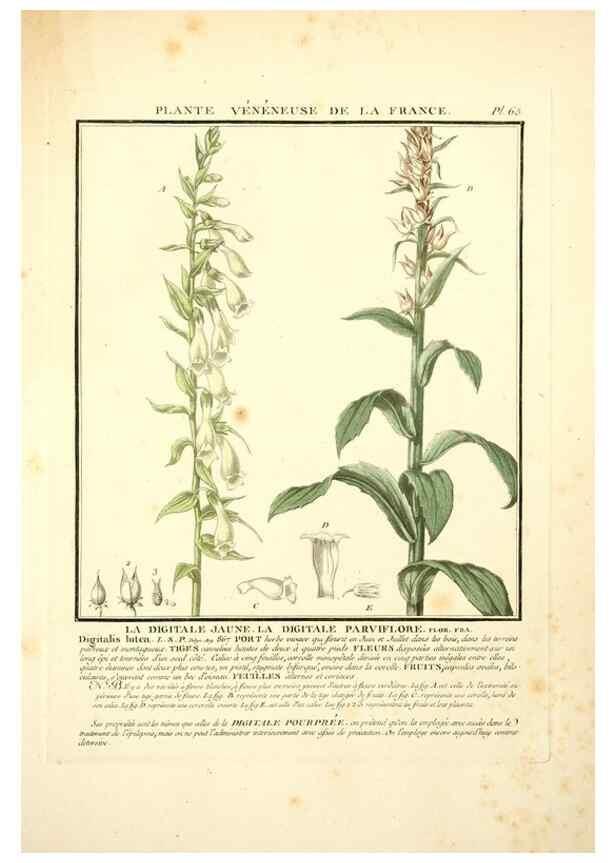 Reproducción/Reproduction 8190945692: Herbier de la France;. Paris,Chez l'auteur, Didot, Debure, Belin,1780-93.