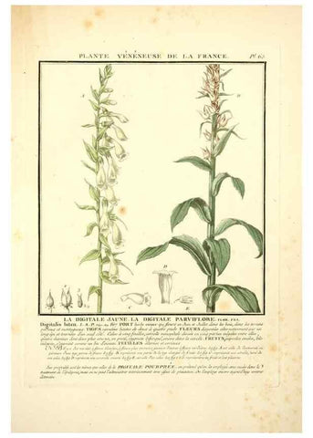 Reproducción/Reproduction 8190945692: Herbier de la France;. Paris,Chez l'auteur, Didot, Debure, Belin,1780-93.