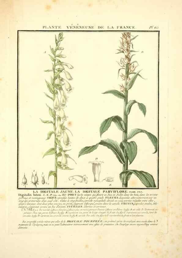 Reproducción/Reproduction 8190945692: Herbier de la France;. Paris,Chez l'auteur, Didot, Debure, Belin,1780-93.