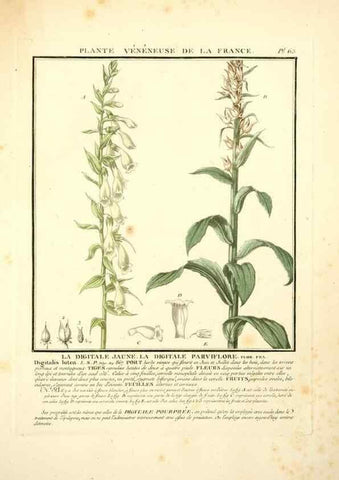 Reproducción/Reproduction 8190945692: Herbier de la France;. Paris,Chez l'auteur, Didot, Debure, Belin,1780-93.