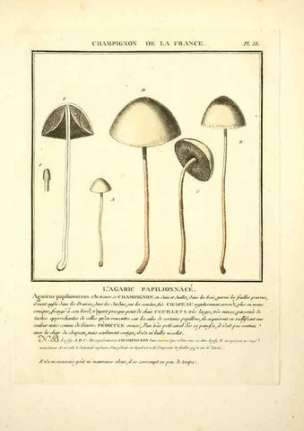 Reproducción/Reproduction 8190942112: Herbier de la France;. Paris,Chez l'auteur, Didot, Debure, Belin,1780-93.