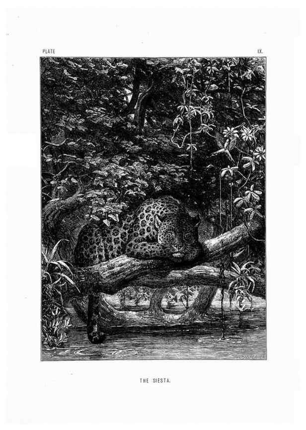 Reproducción/Reproduction 8199187949: The life and habits of wild animals,. London,A. Macmillan,1874.