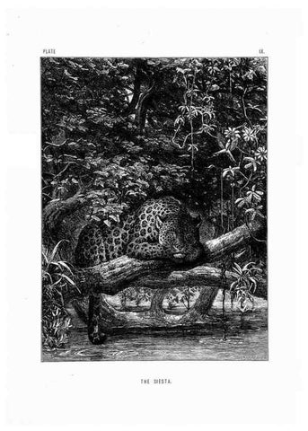 Reproducción/Reproduction 8199187949: The life and habits of wild animals,. London,A. Macmillan,1874.