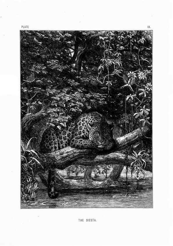 Reproducción/Reproduction 8199187949: The life and habits of wild animals,. London,A. Macmillan,1874.