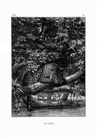 Reproducción/Reproduction 8199187949: The life and habits of wild animals,. London,A. Macmillan,1874.