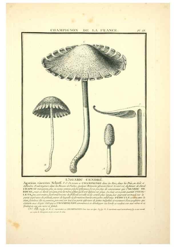 Reproducción/Reproduction 8189874001: Herbier de la France;. Paris,Chez l'auteur, Didot, Debure, Belin,1780-93.