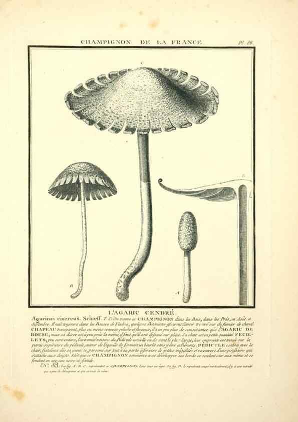 Reproducción/Reproduction 8189874001: Herbier de la France;. Paris,Chez l'auteur, Didot, Debure, Belin,1780-93.