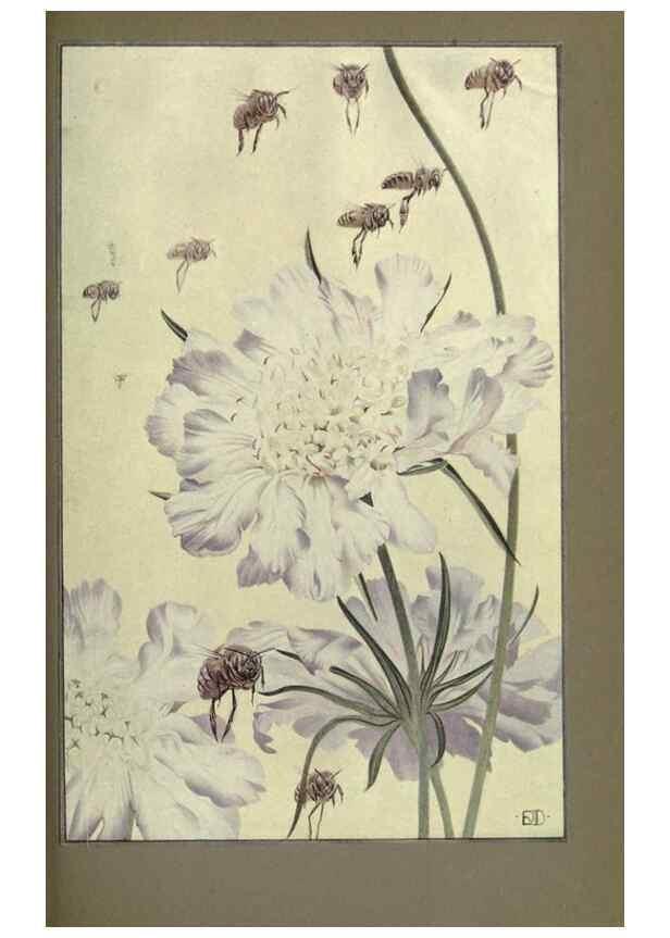 Reproducción/Reproduction 8190386509: News of spring and other nature studies.. New YorkDodd, Mead1917